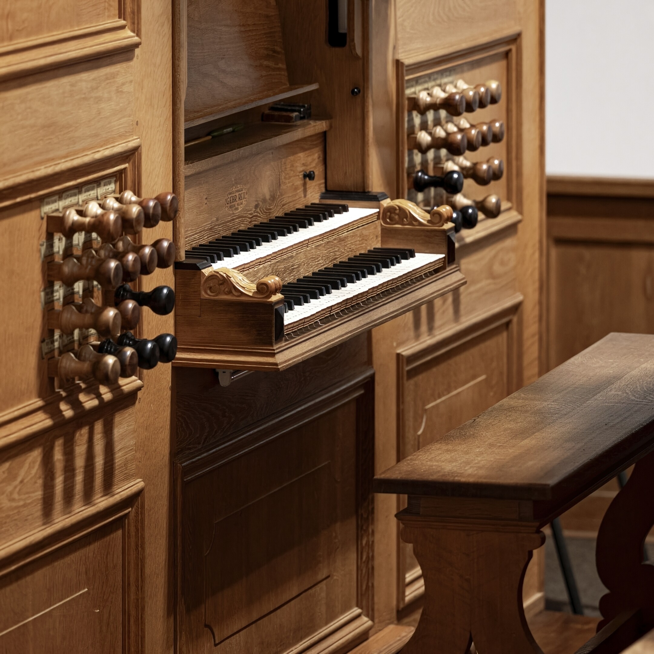 Órgano Reil — vista frontal