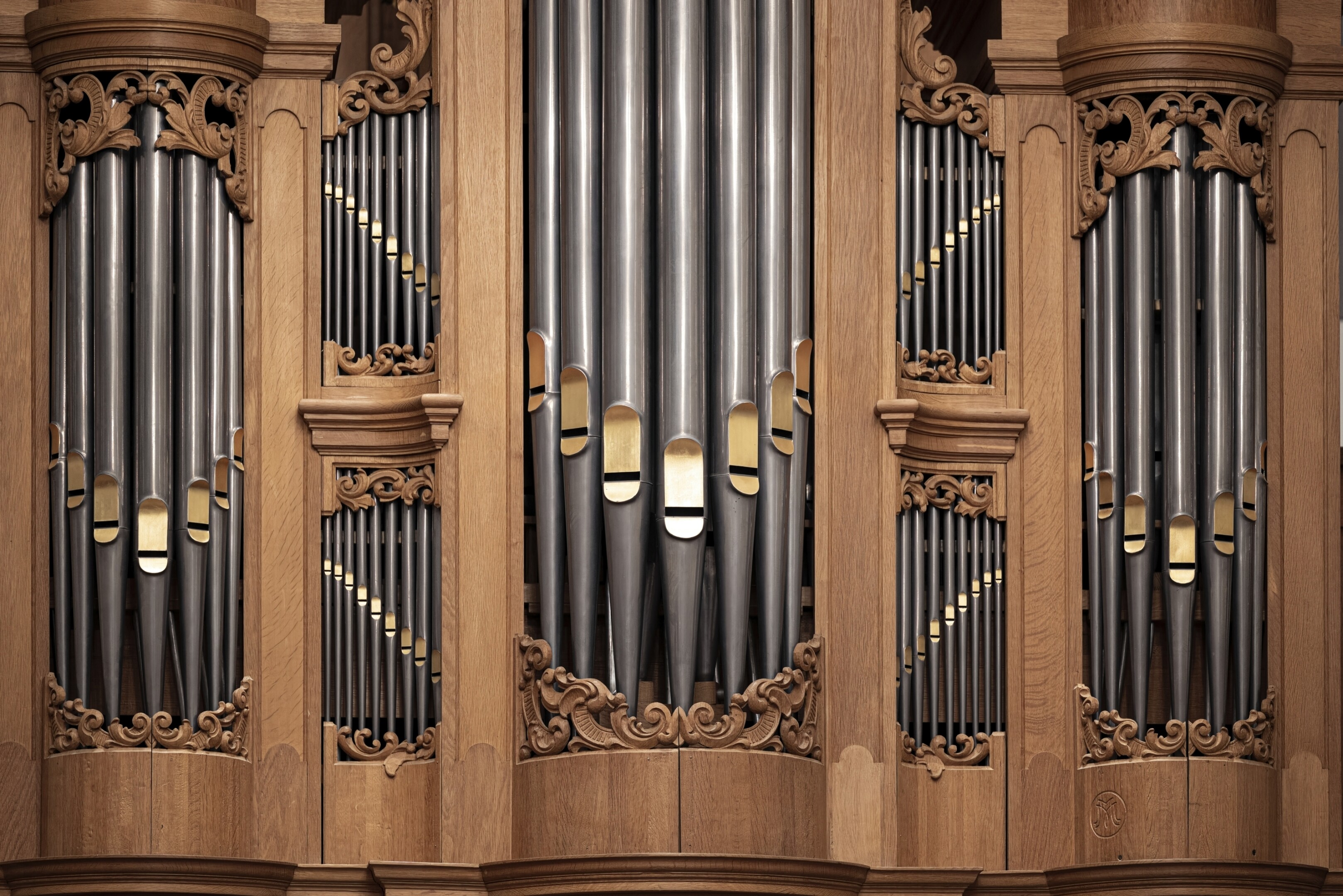 Órgano Reil — vista lateral